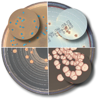 Colony Counter