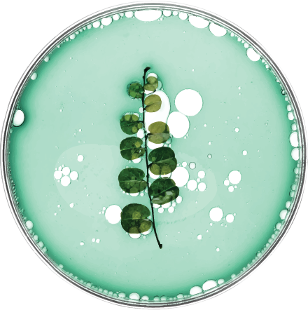 Petri Dish